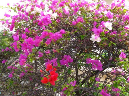 Bougainvillea