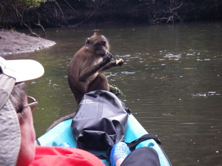 Affe auf Boot