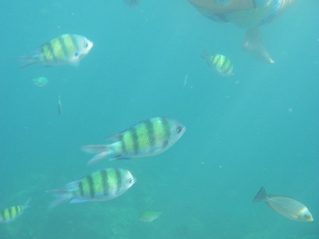 Zustände wie im Aquarium