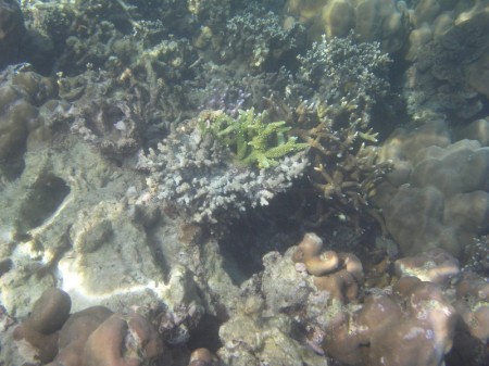 schöne Korallenbänke