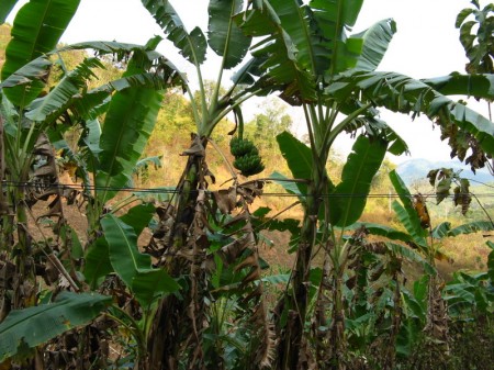 Bananen wachsen hier wie Unkraut