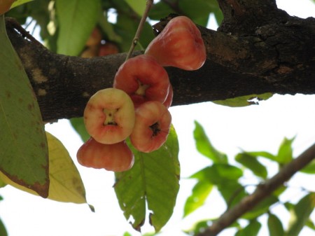 und fremdartige Knospen oder Früchte?