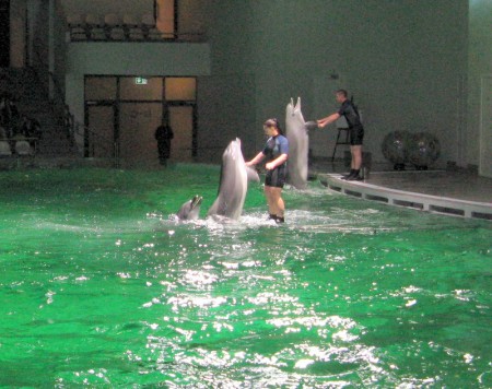die Delfinshow war sehenswert
