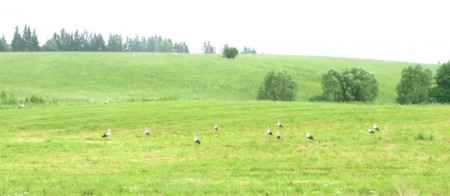 Litauen und Lettland sind Länder mit vielen Störchen