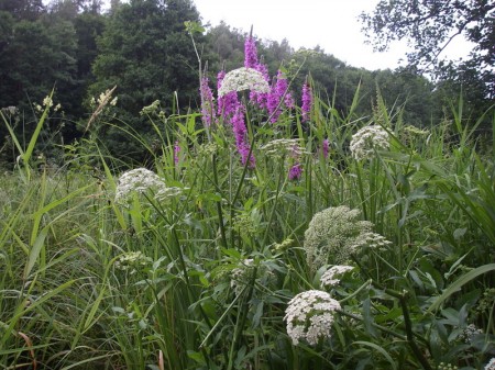 Blumensträuße wachsen am Ufer