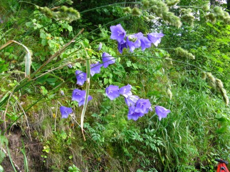 große Glockenblumen schmücken die Ufer